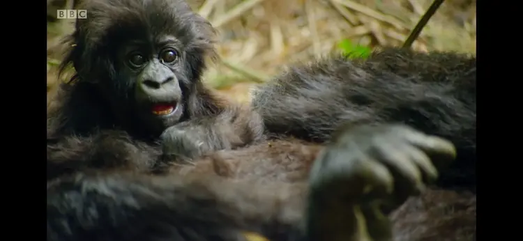 Mountain gorilla (Gorilla beringei beringei) as shown in Seven Worlds, One Planet - Africa